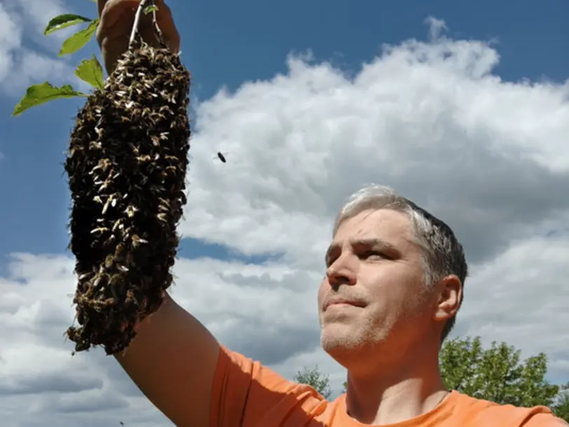 Imkerei am goldenen Steig in Passau